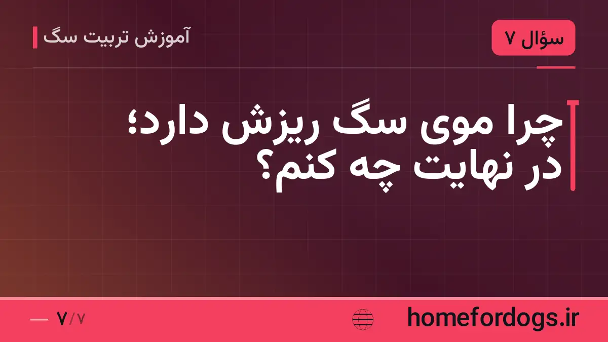 چرا موی سگ ریزش دارد؛ در نهایت چه کنم؟