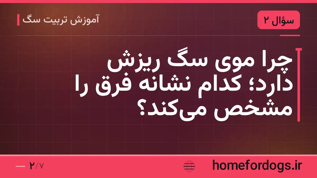 چرا موی سگ ریزش دارد؛ کدام نشانه فرق را مشخص می‌کند؟