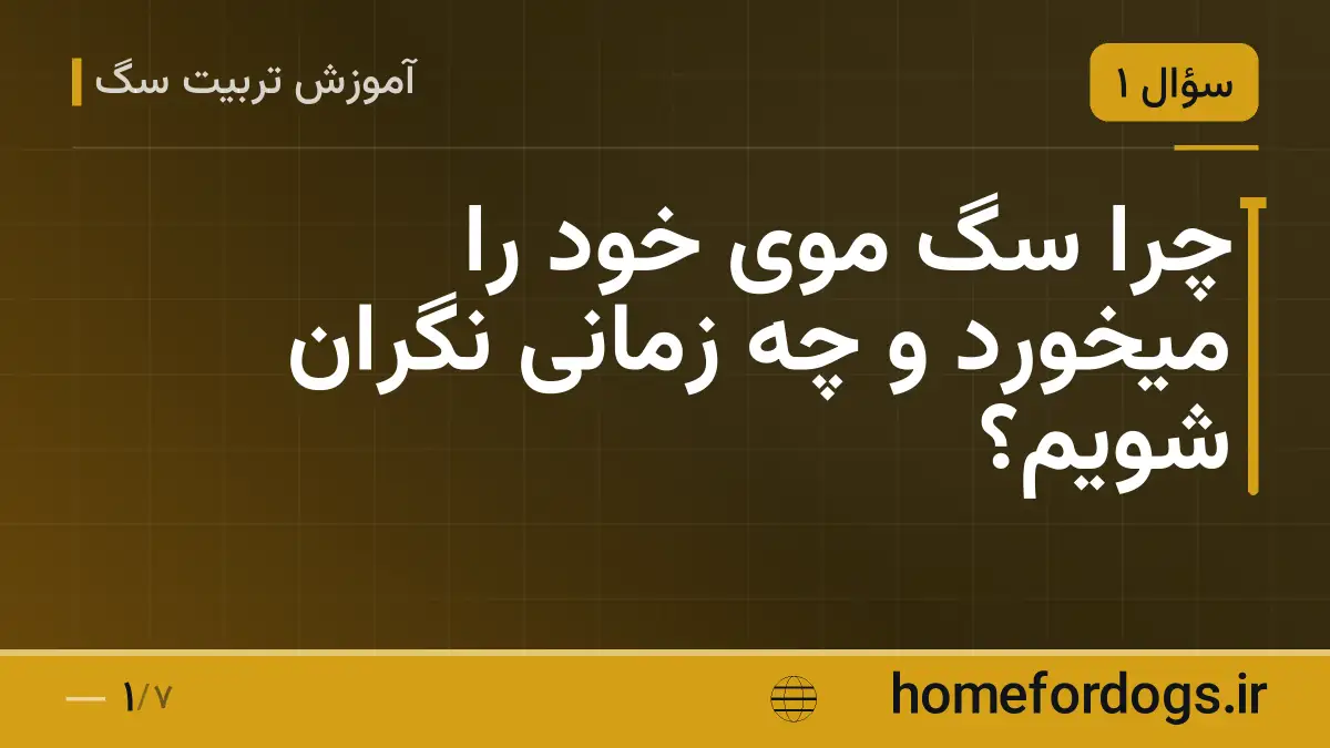 چرا سگ موی خود را میخورد و چه زمانی نگران شویم؟