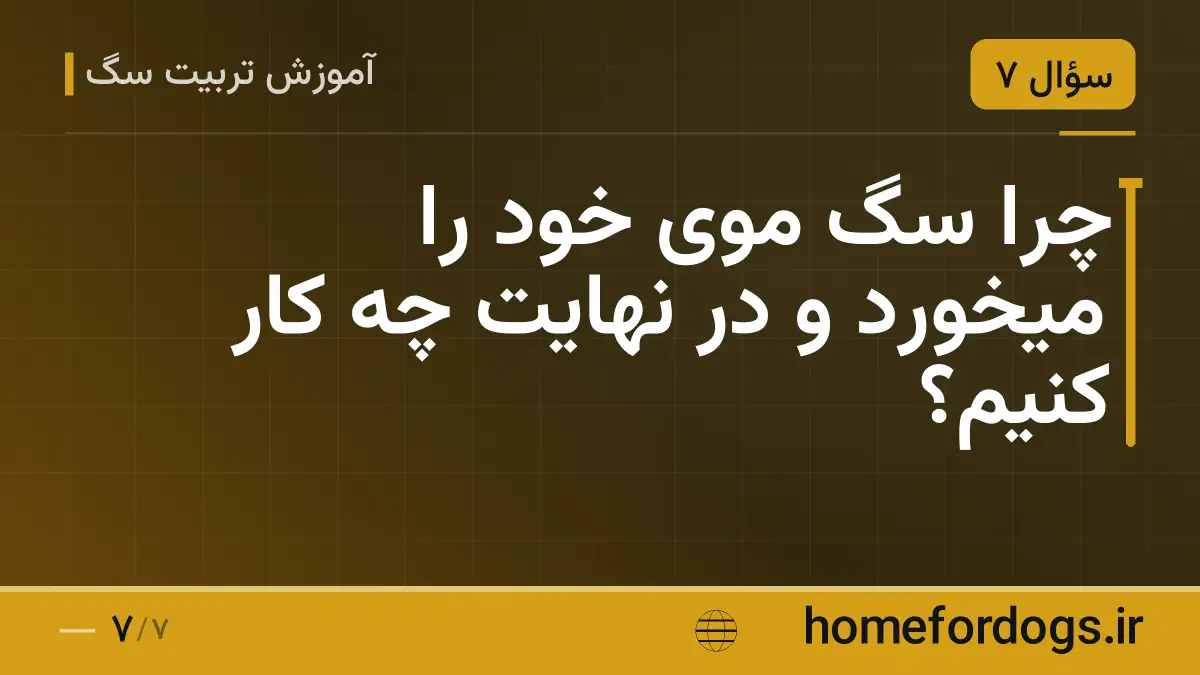 چرا سگ موی خود را میخورد و در نهایت چه کار کنیم؟