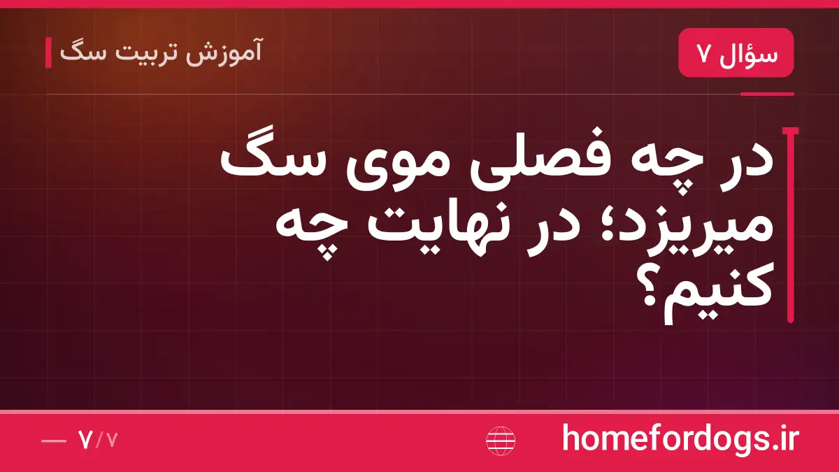 در چه فصلی موی سگ میریزد؛ در نهایت چه کنیم؟