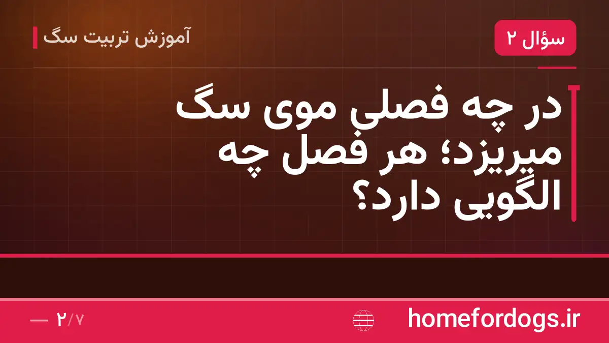 در چه فصلی موی سگ میریزد؛ هر فصل چه الگویی دارد؟