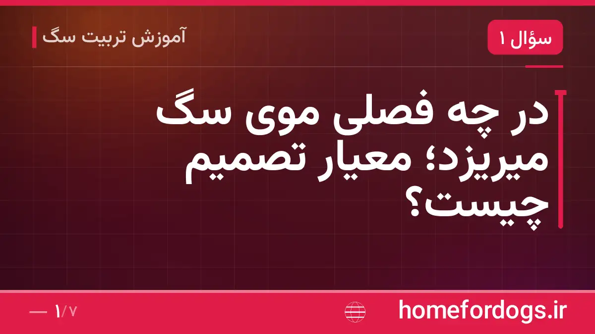 در چه فصلی موی سگ میریزد؛ معیار تصمیم چیست؟
