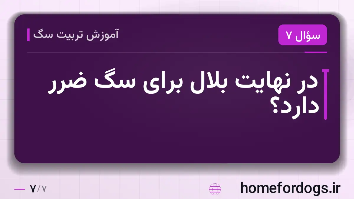 در نهایت بلال برای سگ ضرر دارد؟