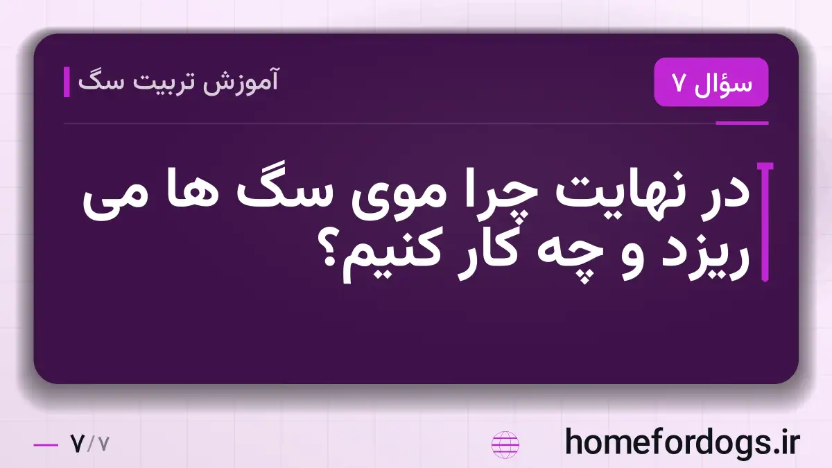 در نهایت چرا موی سگ ها می ریزد و چه کار کنیم؟