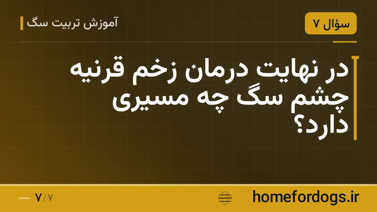 در نهایت درمان زخم قرنیه چشم سگ چه مسیری دارد؟