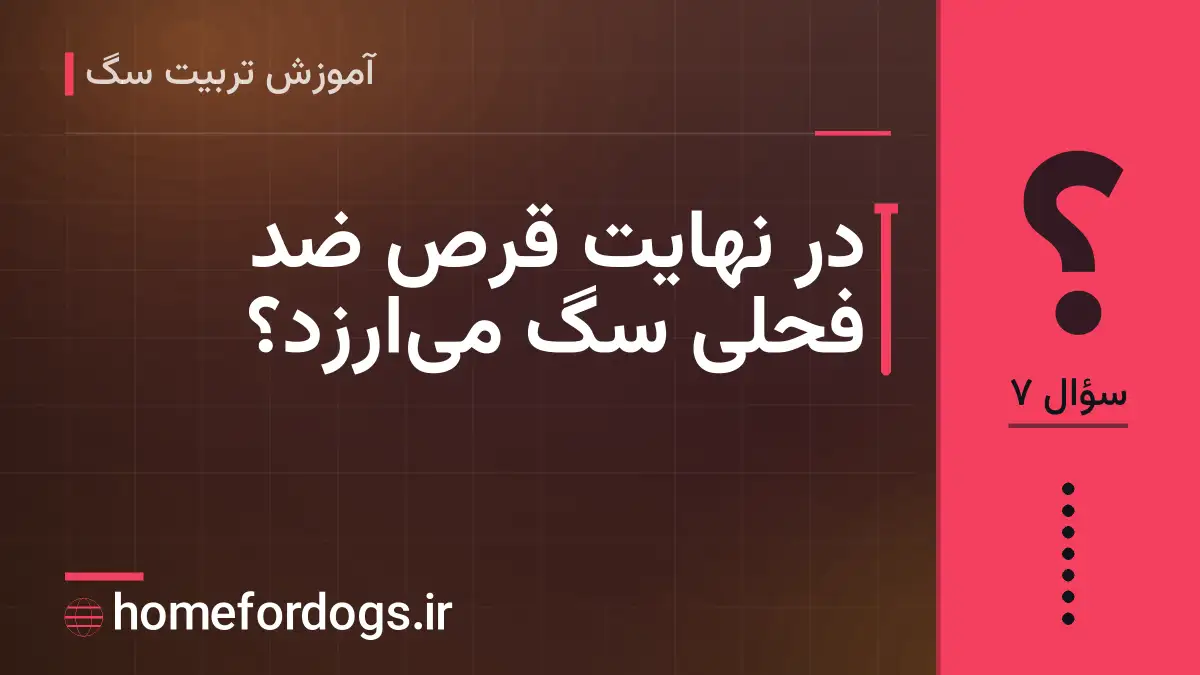در نهایت قرص ضد فحلی سگ می‌ارزد؟