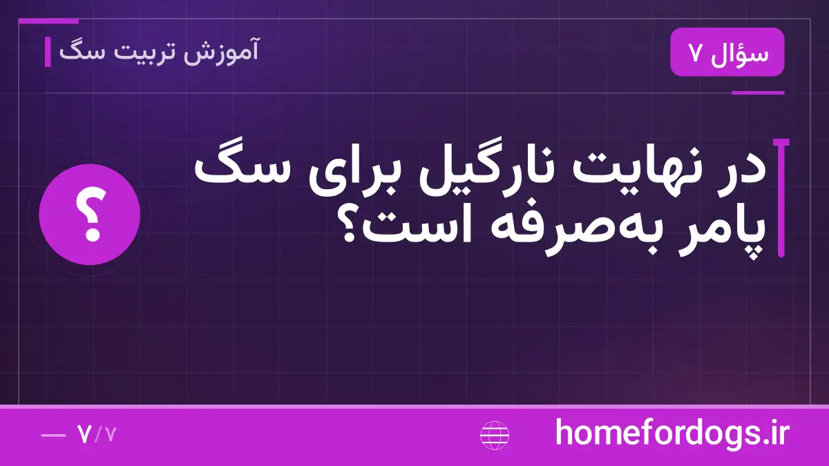 در نهایت نارگیل برای سگ پامر بهصرفه است؟