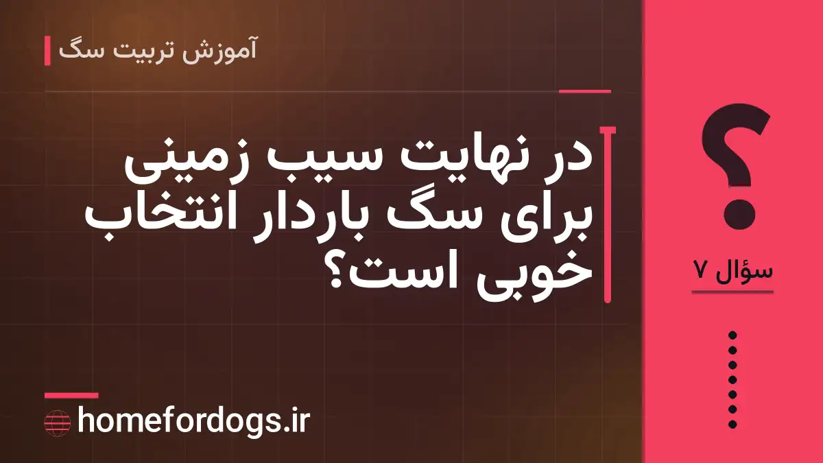 در نهایت سیب زمینی برای سگ باردار انتخاب خوبی است؟