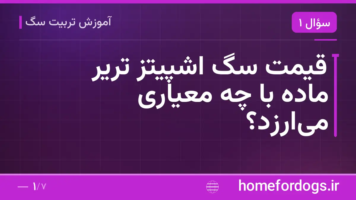قیمت سگ اشپیتز تریر ماده با چه معیاری میارزد؟