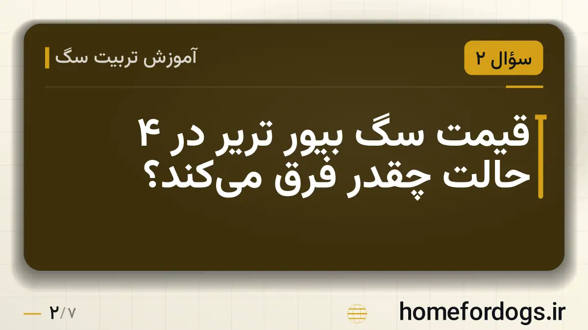 قیمت سگ بیور تریر در ۴ حالت چقدر فرق میکند؟