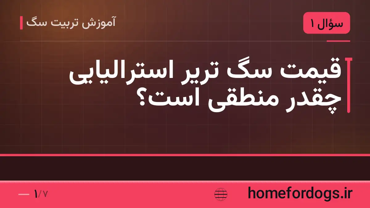 قیمت سگ تریر استرالیایی چقدر منطقی است؟