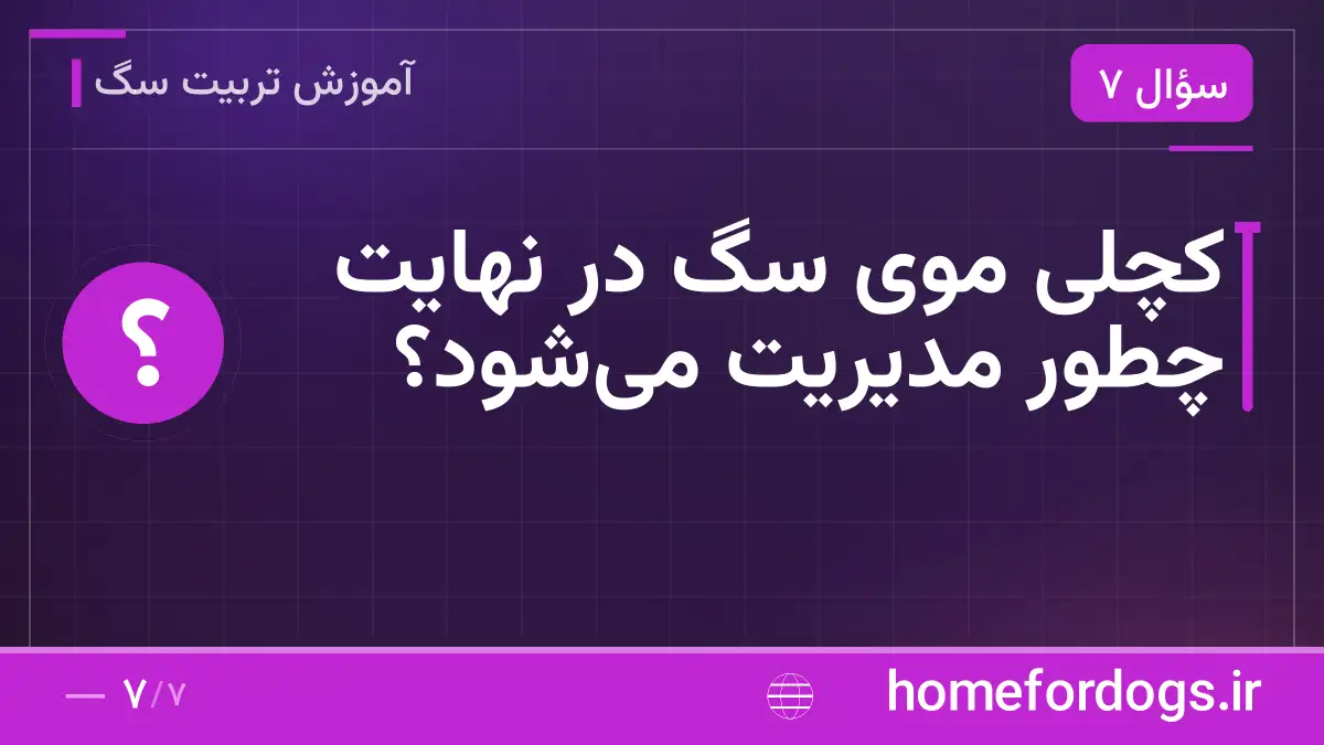 کچلی موی سگ در نهایت چطور مدیریت می‌شود؟