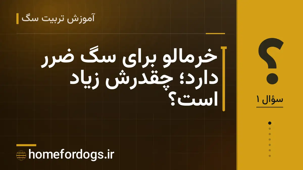 خرمالو برای سگ ضرر دارد؛ چقدرش زیاد است؟
