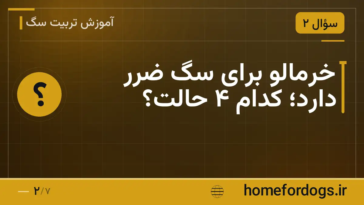 خرمالو برای سگ ضرر دارد؛ کدام ۴ حالت؟