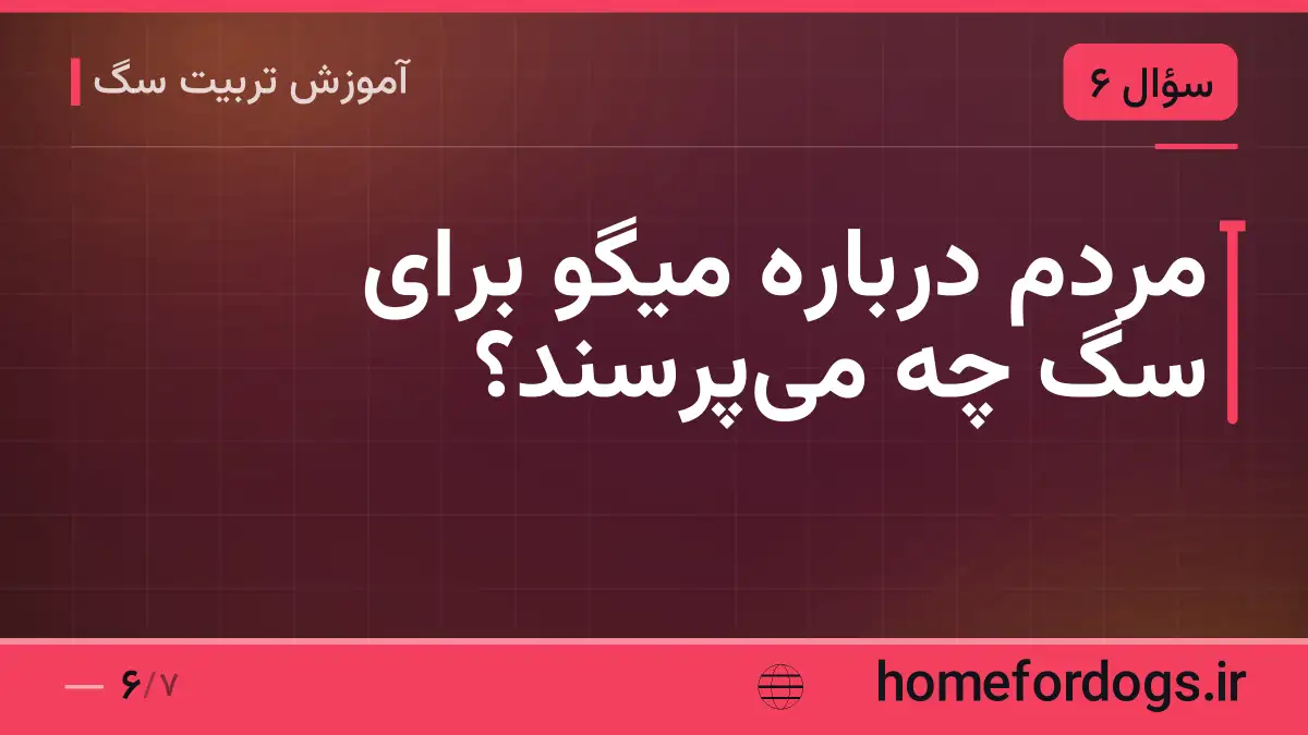 مردم دربارهٔ میگو برای سگ چه میپرسند؟