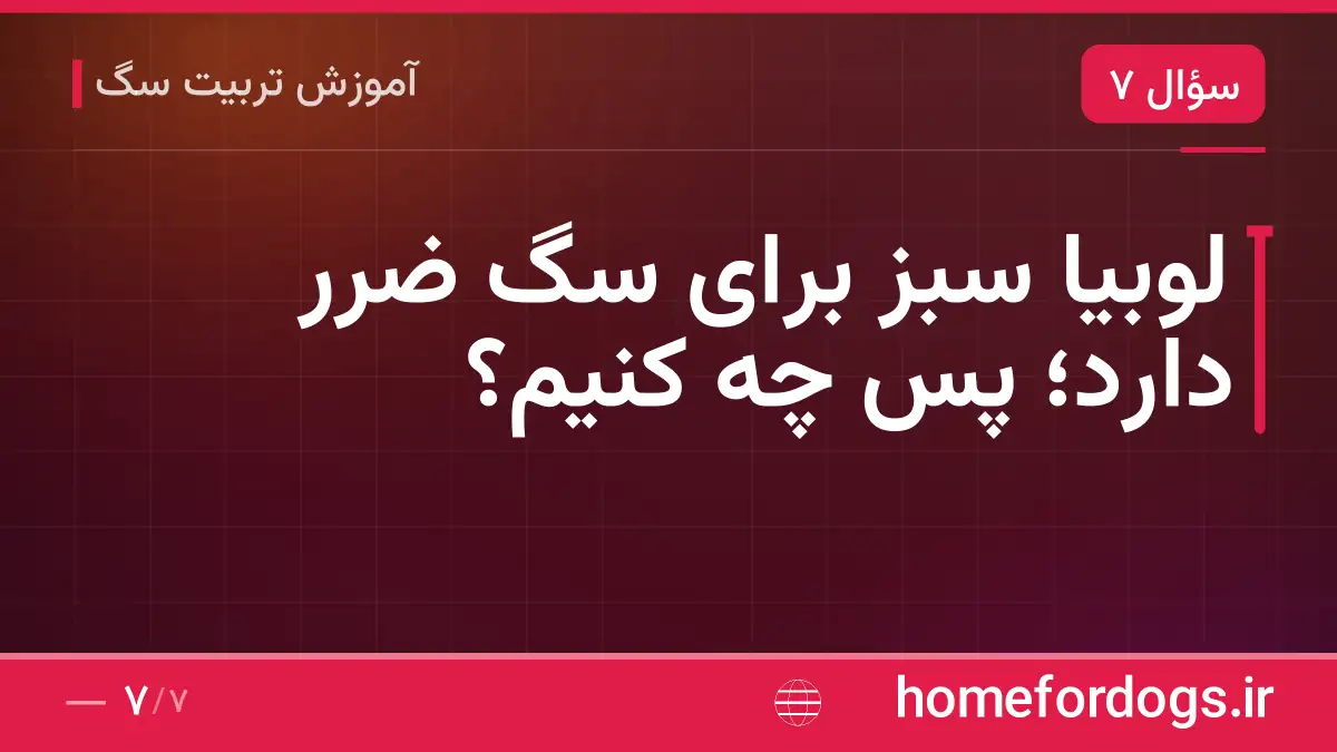 لوبیا سبز برای سگ ضرر دارد؛ پس چه کنیم؟