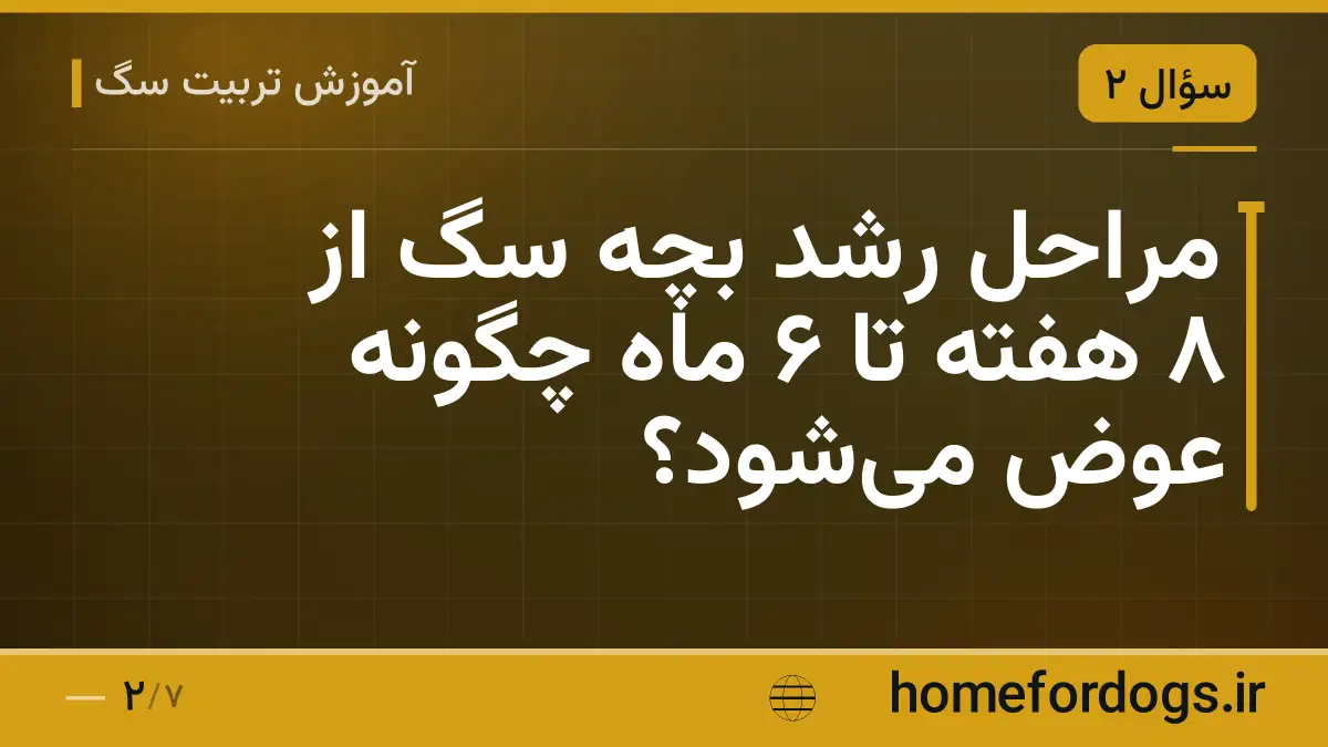 مراحل رشد بچه سگ از ۸ هفته تا ۶ ماه چگونه عوض می‌شود؟