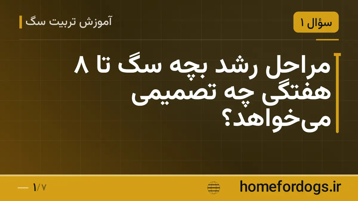 مراحل رشد بچه سگ تا ۸ هفتگی چه تصمیمی می‌خواهد؟