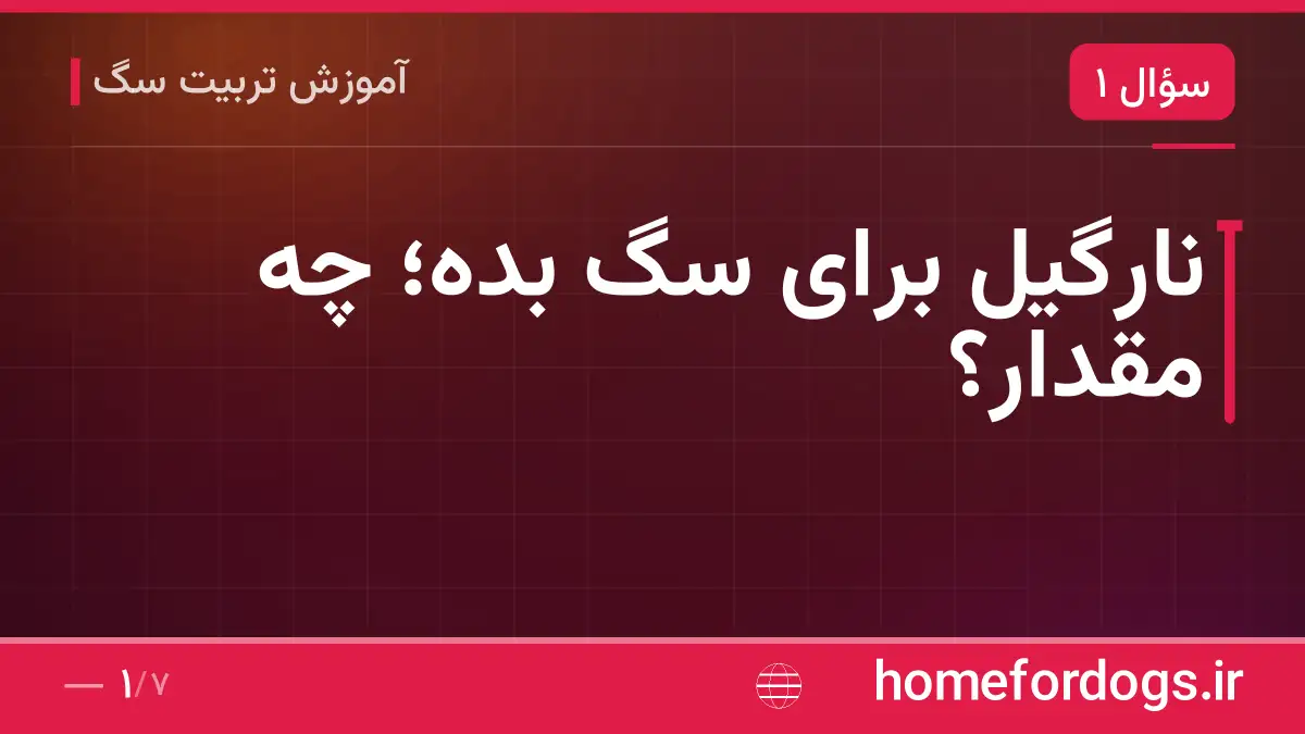 نارگیل برای سگ بده؛ چه مقدار؟