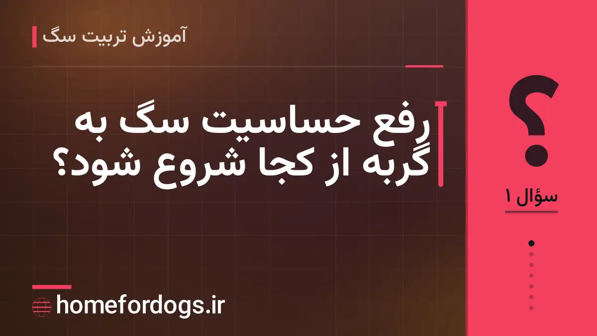 رفع حساسیت سگ به گربه از کجا شروع شود؟