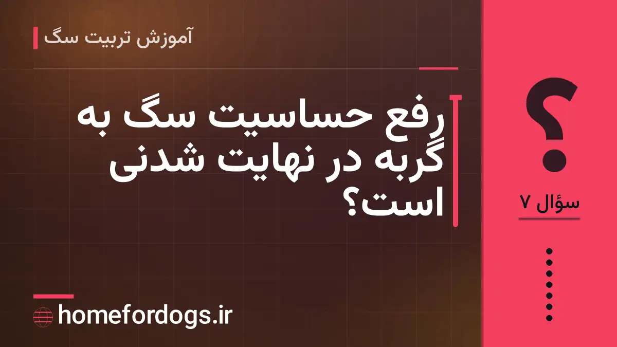 رفع حساسیت سگ به گربه در نهایت شدنی است؟