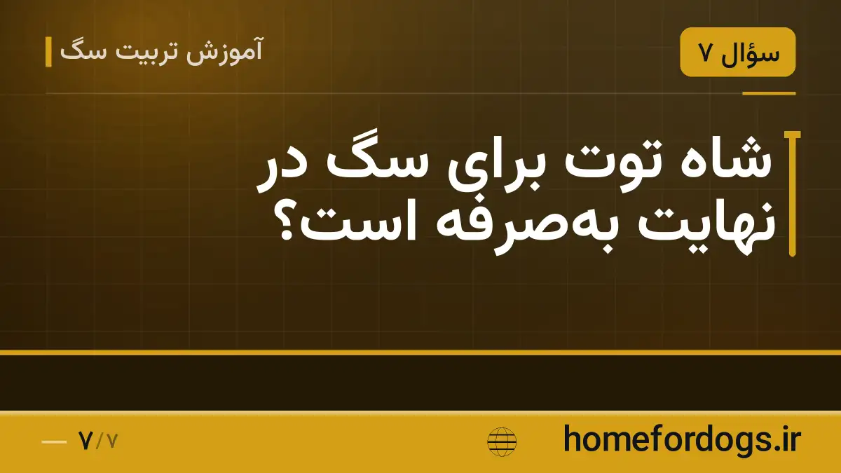 شاه توت برای سگ در نهایت به‌صرفه است؟