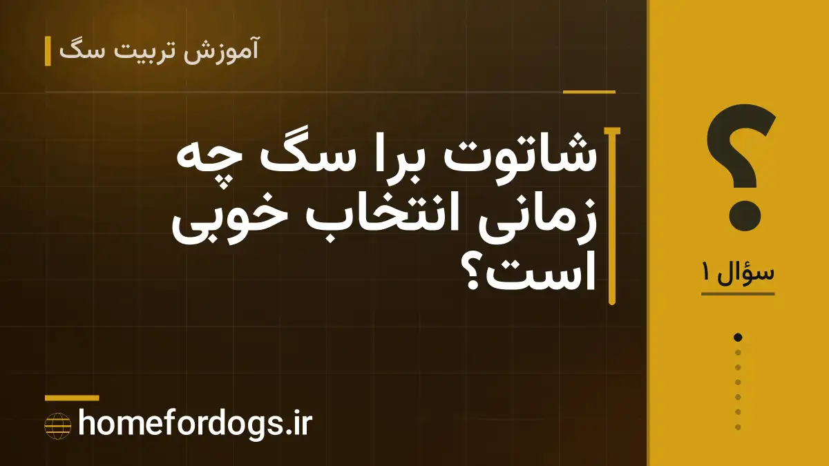 شاتوت برا سگ چه زمانی انتخاب خوبی است؟