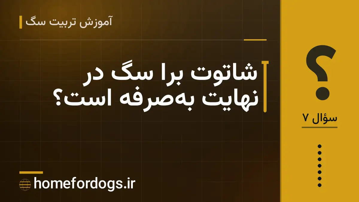 شاتوت برا سگ در نهایت به‌صرفه است؟