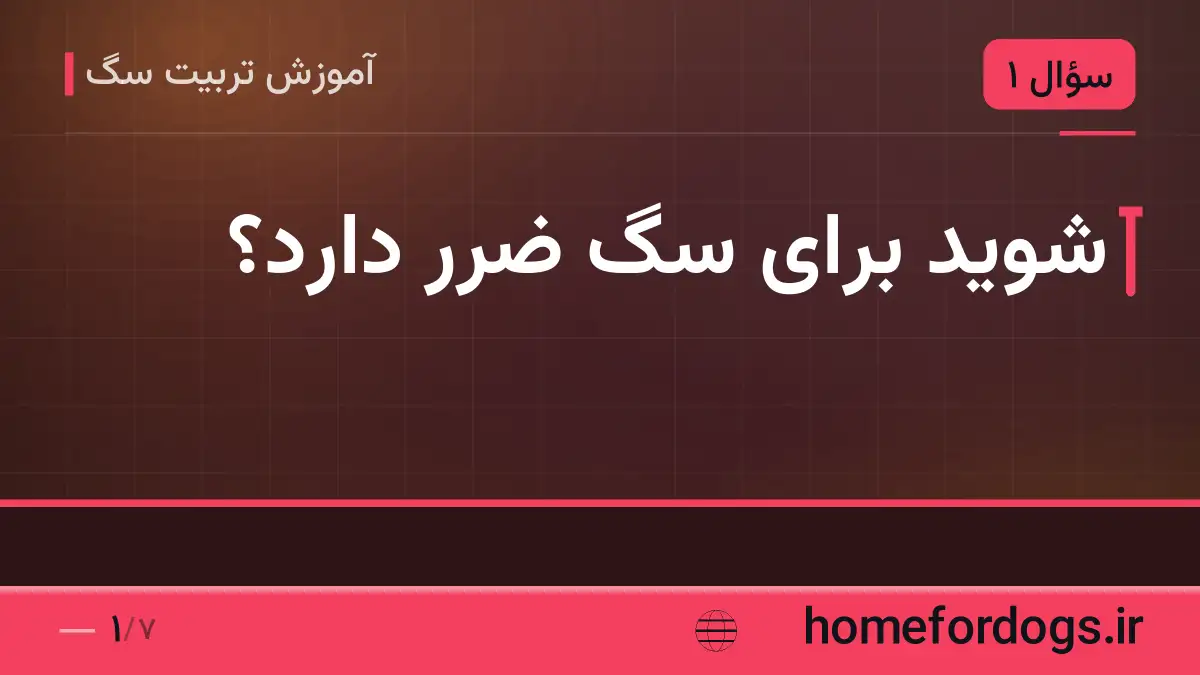شوید برای سگ ضرر دارد؟
