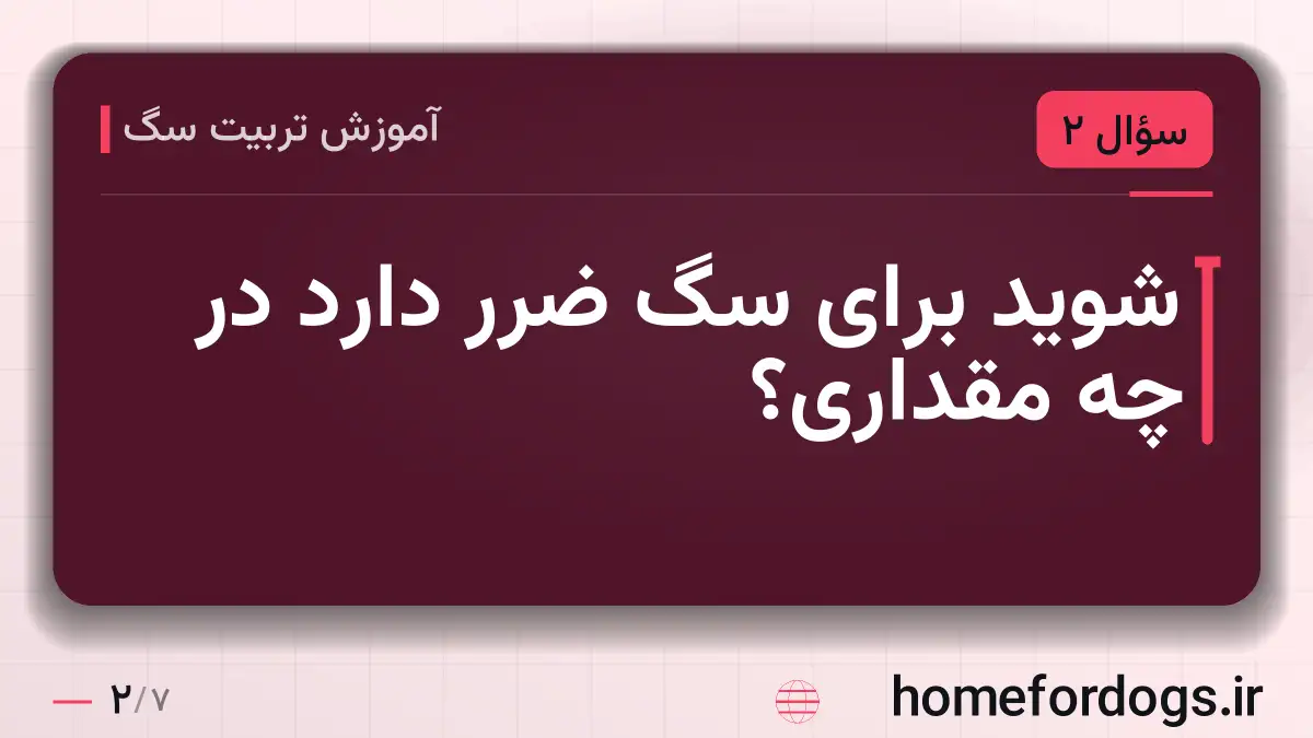 شوید برای سگ ضرر دارد در چه مقداری؟