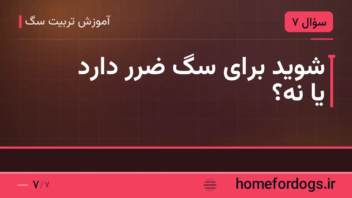 شوید برای سگ ضرر دارد یا نه؟