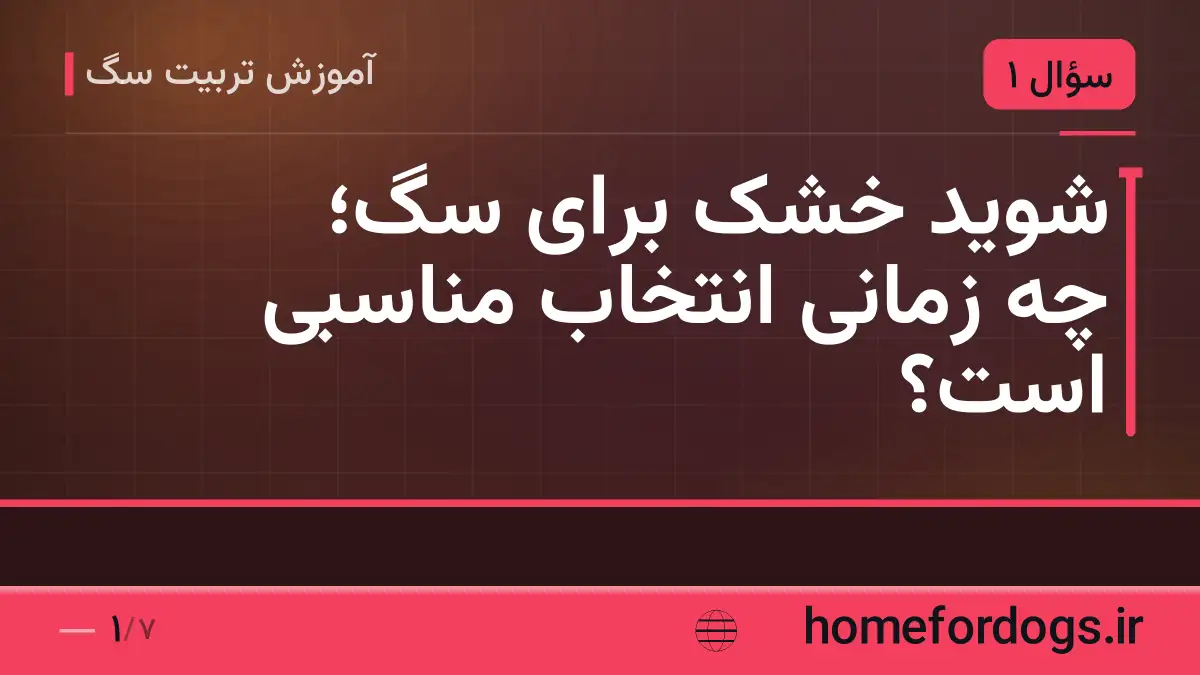 شوید خشک برای سگ؛ چه زمانی انتخاب مناسبی است؟