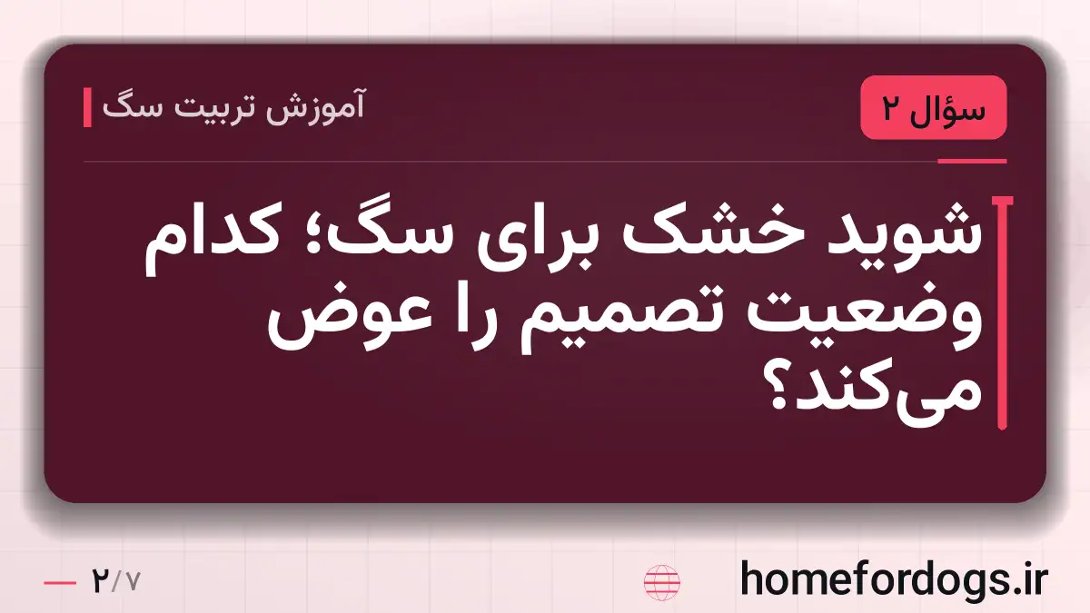 شوید خشک برای سگ؛ کدام وضعیت تصمیم را عوض می‌کند؟