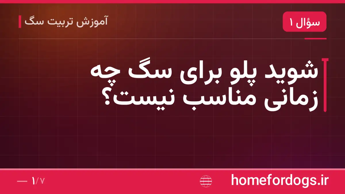 شوید پلو برای سگ چه زمانی مناسب نیست؟
