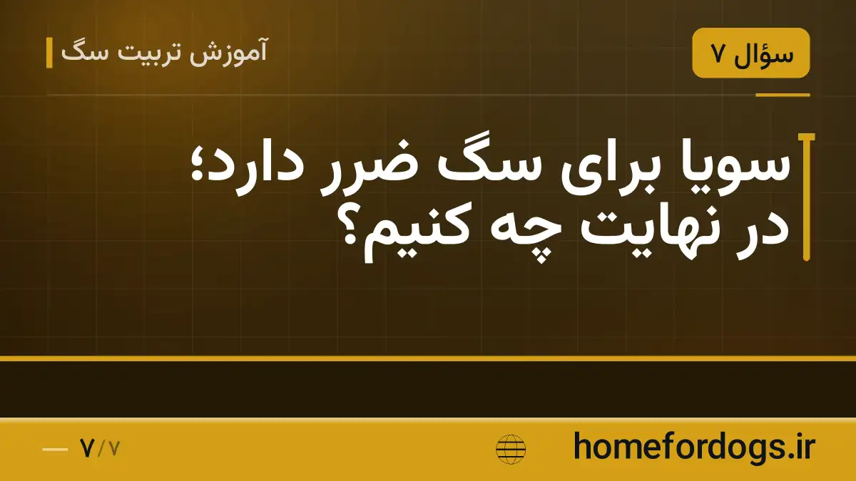 سویا برای سگ ضرر دارد؛ در نهایت چه کنیم؟
