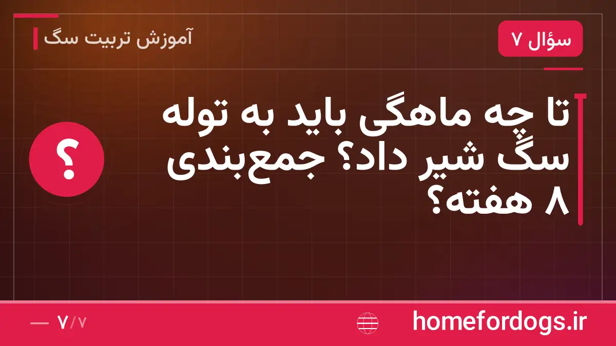 تا چه ماهگی باید به توله سگ شیر داد؟ جمع‌بندی ۸ هفته؟