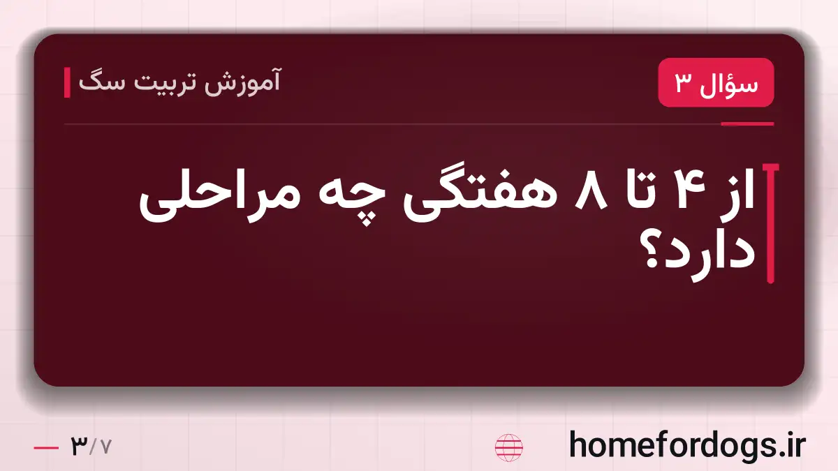 از ۴ تا ۸ هفتگی چه مراحلی دارد؟