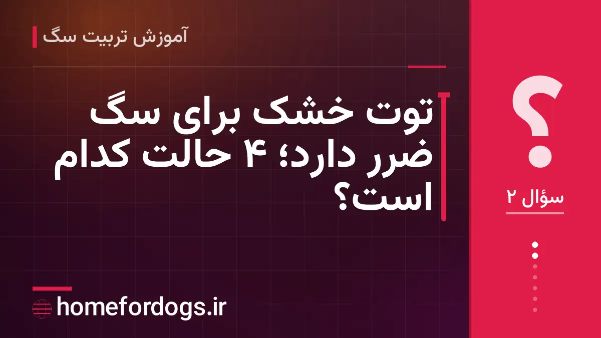 توت خشک برای سگ ضرر دارد؛ ۴ حالت کدام است؟