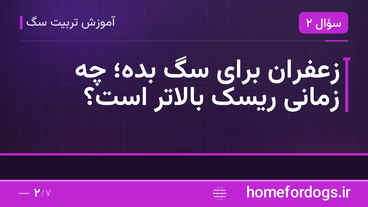 زعفران برای سگ بده؛ چه زمانی ریسک بالاتر است؟