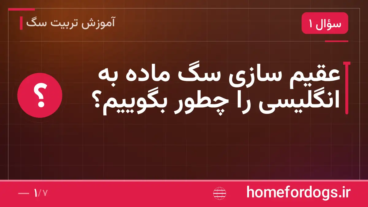 عقیم سازی سگ ماده به انگلیسی را چطور بگوییم؟