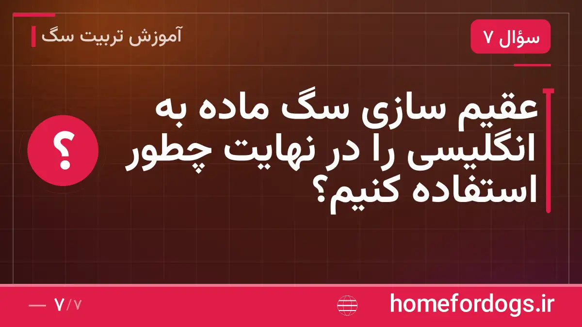 عقیم سازی سگ ماده به انگلیسی را در نهایت چطور استفاده کنیم؟