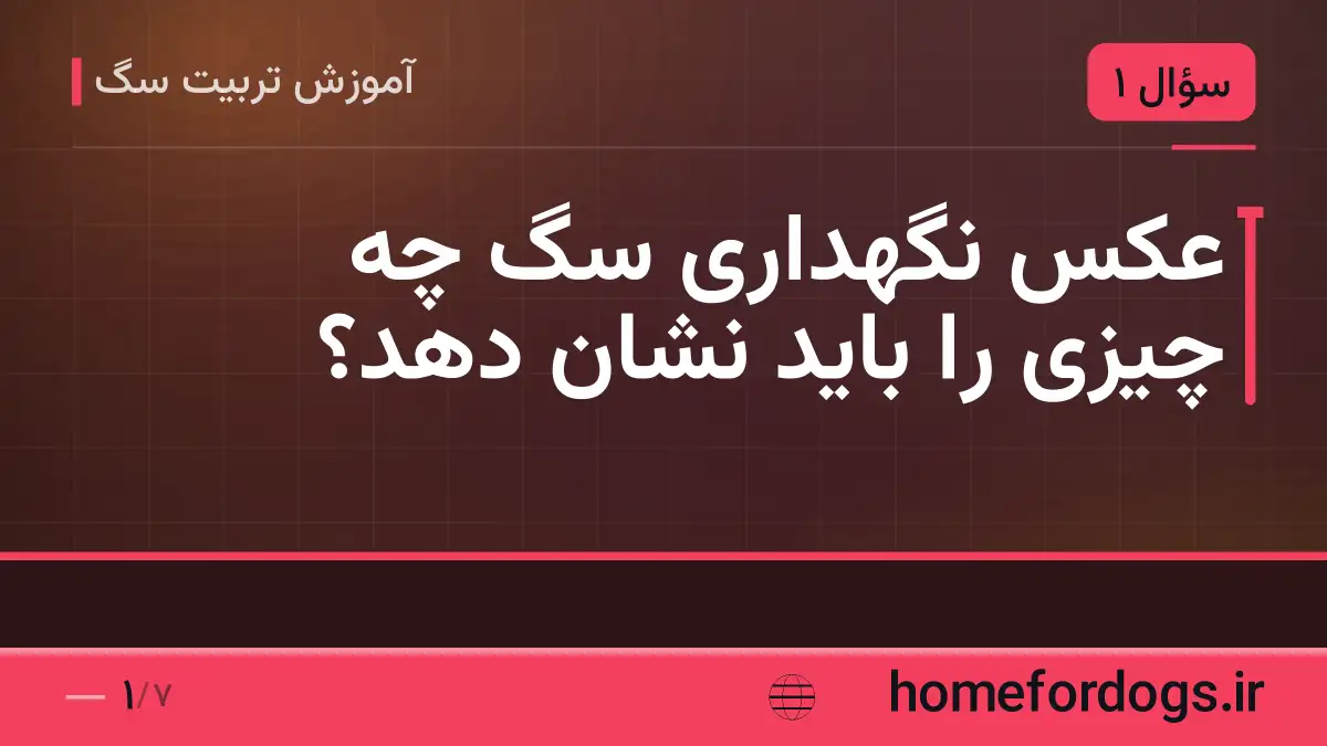 عکس نگهداری سگ چه چیزی را باید نشان دهد؟