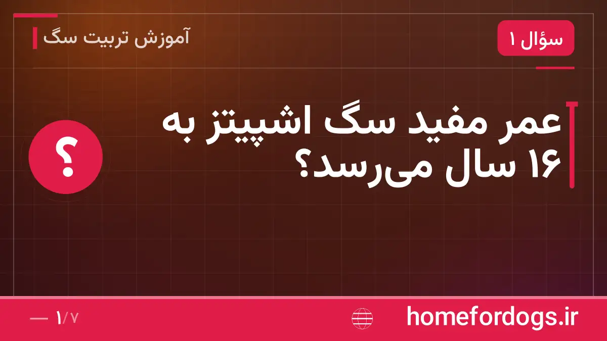 عمر مفید سگ اشپیتز به ۱۶ سال می‌رسد؟
