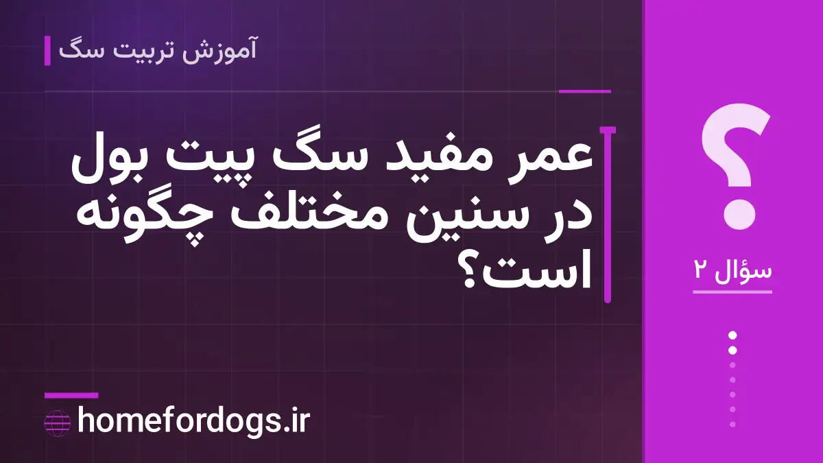 عمر مفید سگ پیت بول در سنین مختلف چگونه است؟