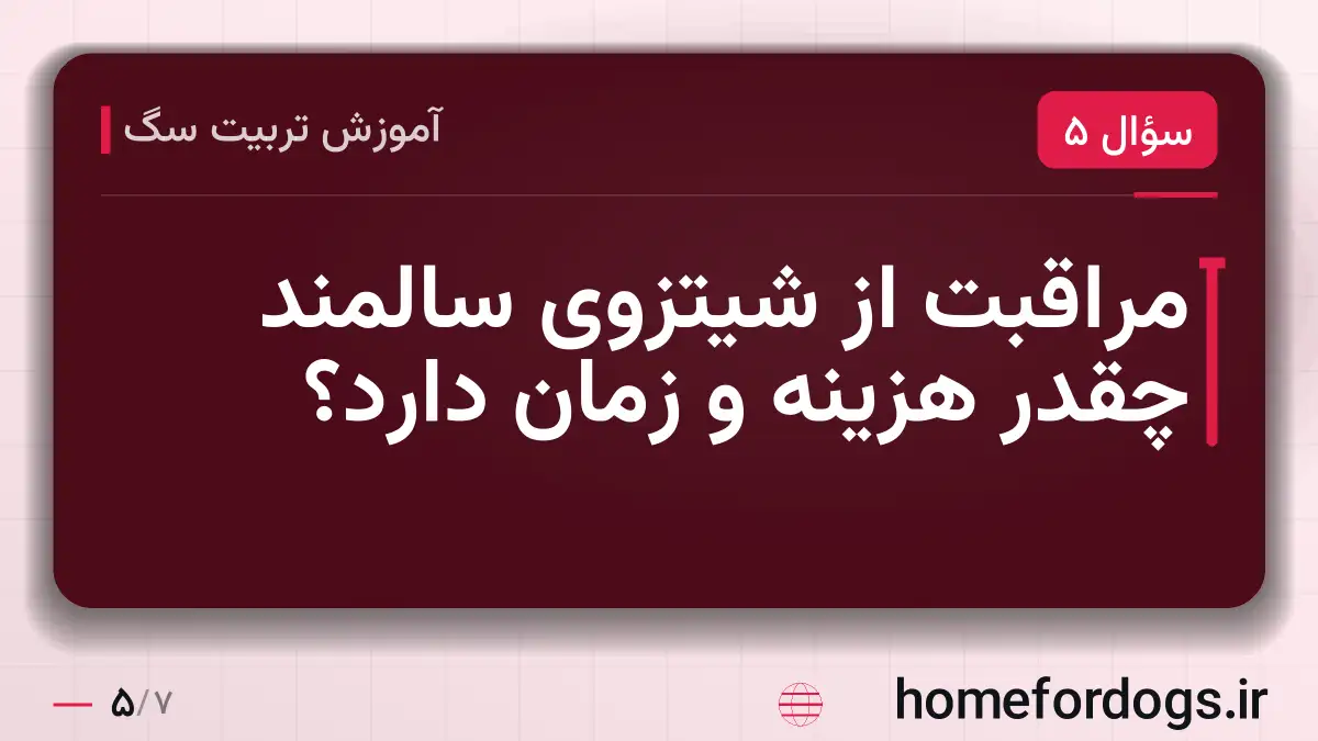 مراقبت از شیتزوی سالمند چقدر هزینه و زمان دارد؟