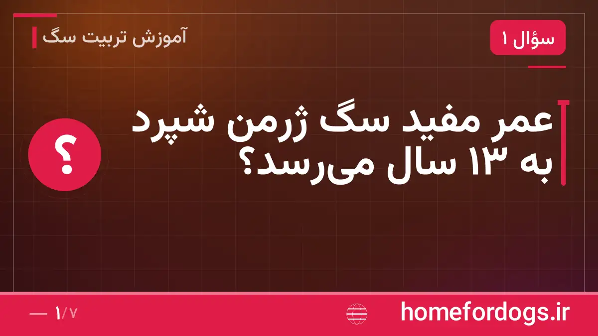 عمر مفید سگ ژرمن شپرد به ۱۳ سال می‌رسد؟