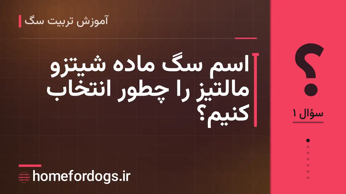 اسم سگ ماده شیتزو مالتیز را چطور انتخاب کنیم؟