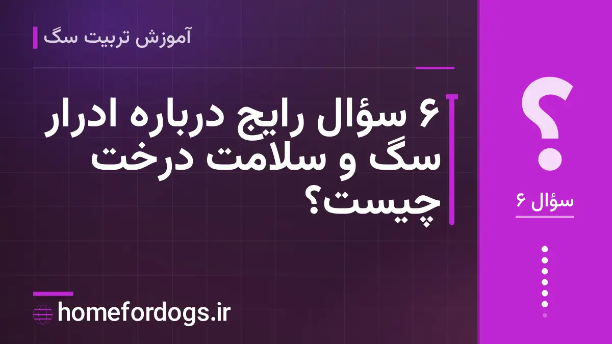 ۶ سؤال رایج درباره ادرار سگ و سلامت درخت چیست؟