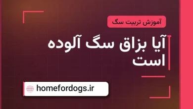 آیا بزاق سگ آلوده است